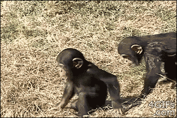 Chimp-pushed-lake.gif
