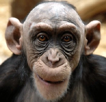 chimp-vs-pacman.jpg