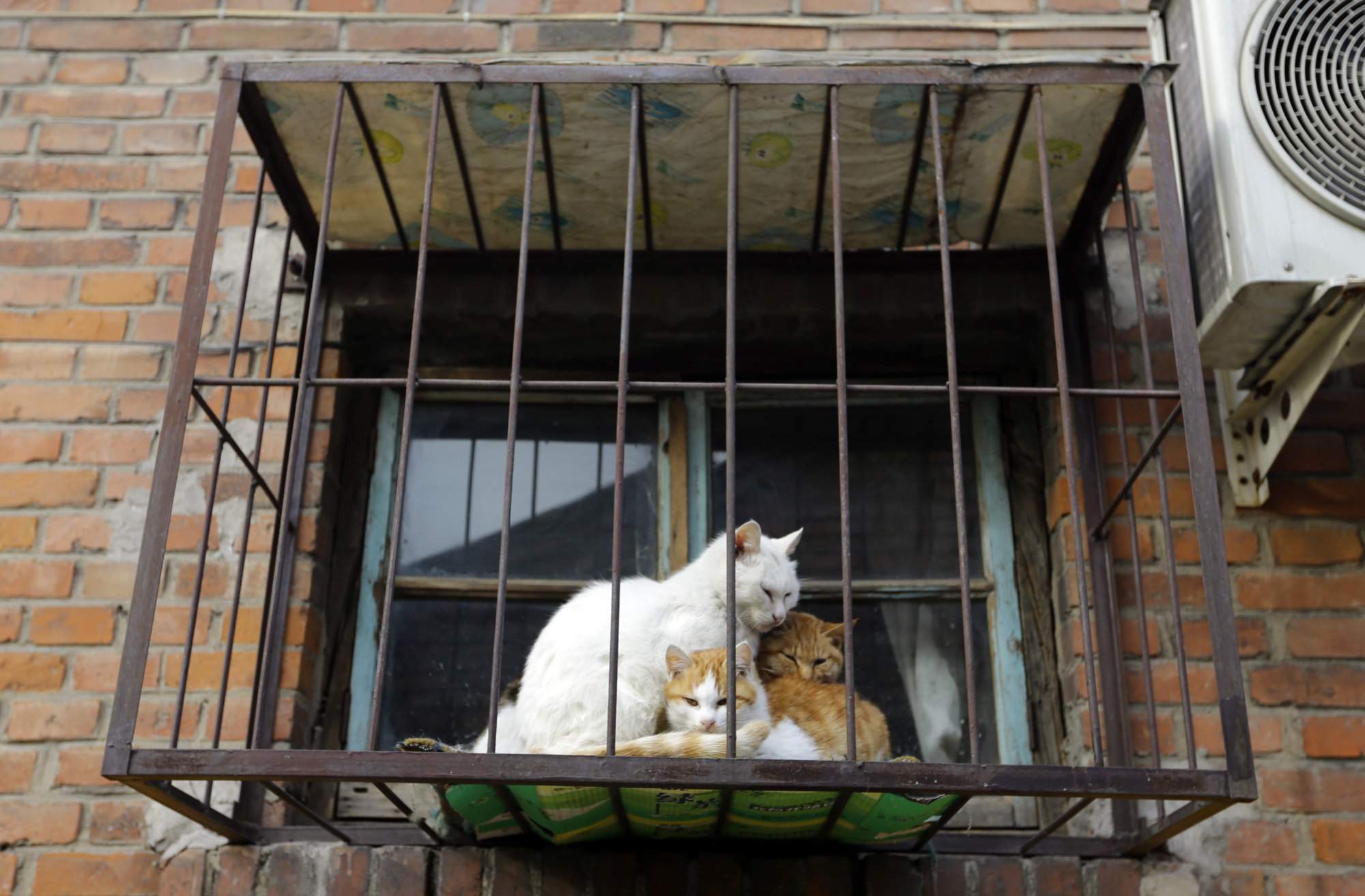 china-cat.jpg