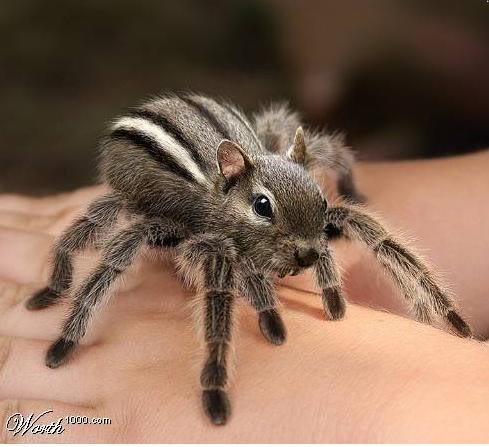 Chipmunk_spider.jpg