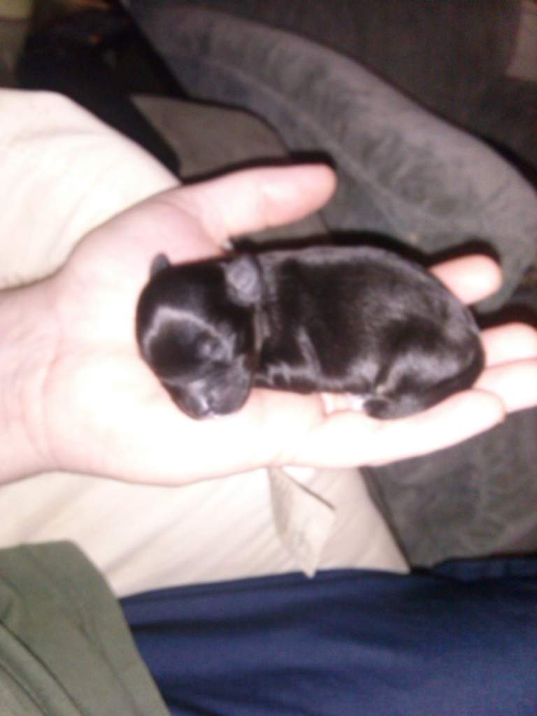 Chipom 3.jpg