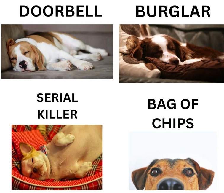 chips dog.jpg