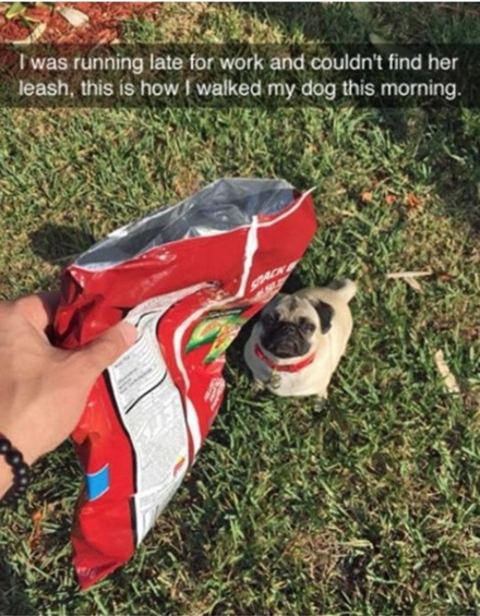 chips dog.jpg