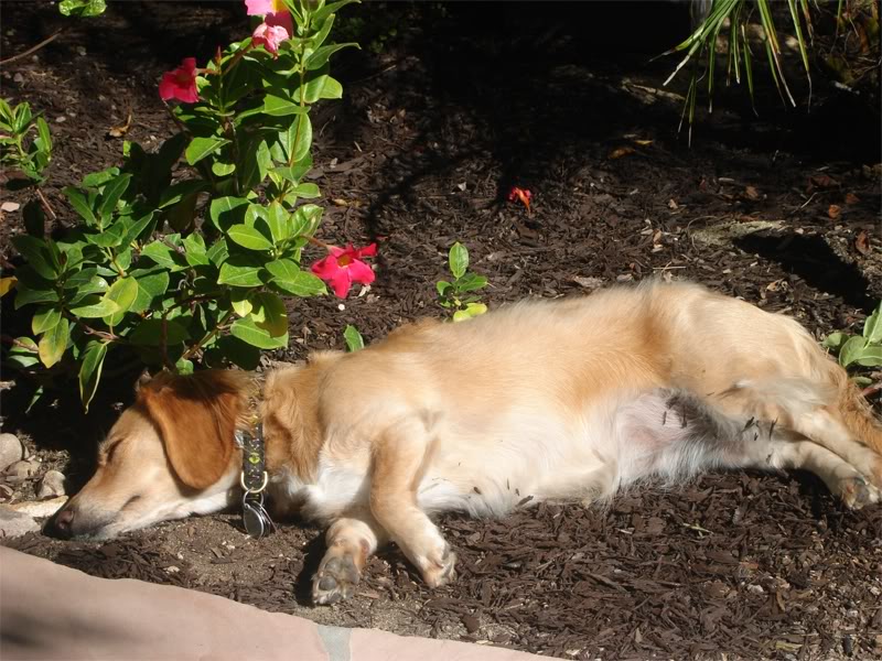 Chloe-asleep-01.jpg
