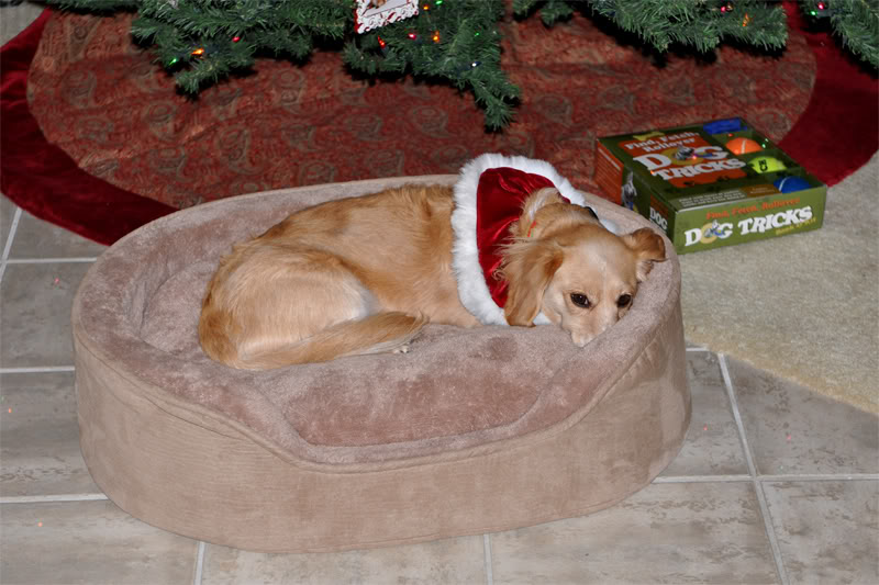 Chloe-Xmas-08.jpg