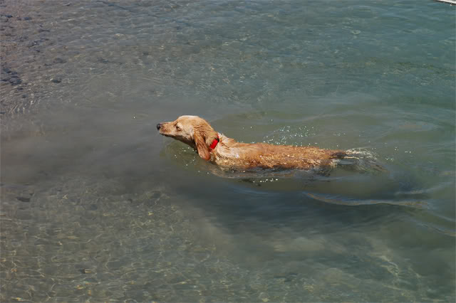 Chloeswimming.jpg