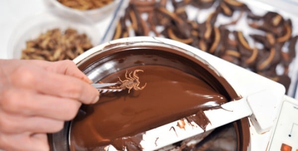 choc-bugs-600x304.jpg