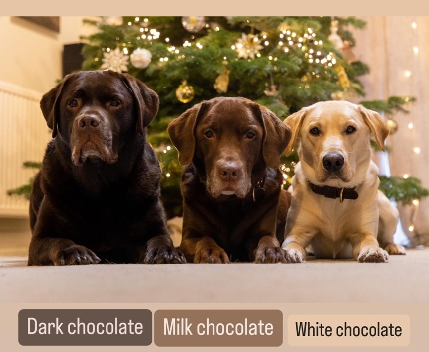 choc labs.jpg