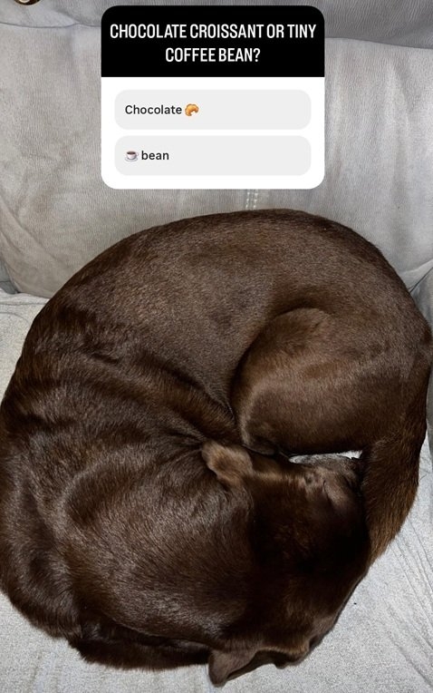 choco dog.jpg