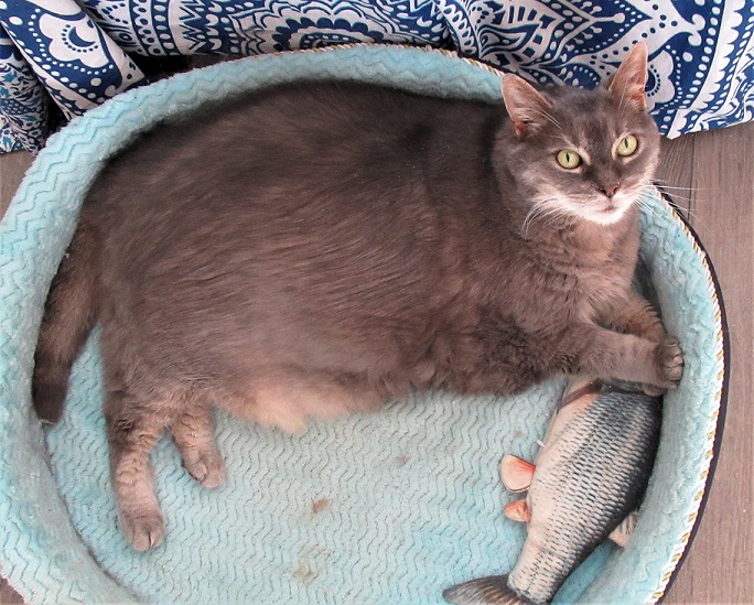 chonky cat.jpg