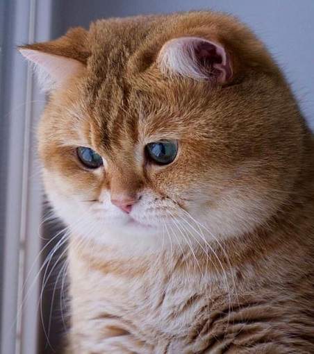 chonky orange cat.jpg