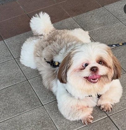 chootie dog.jpg