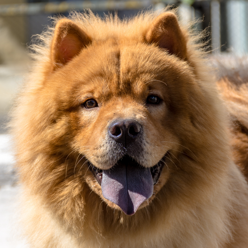 Chow-Chow-1.png