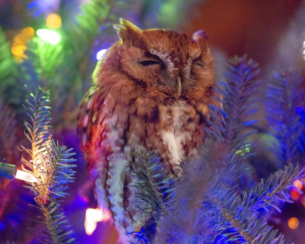 christmas-owl.jpg