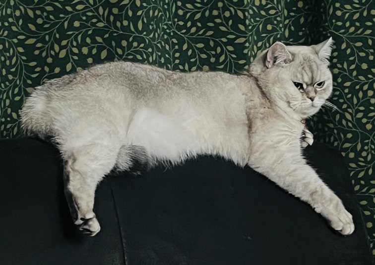 chunky cat.jpg