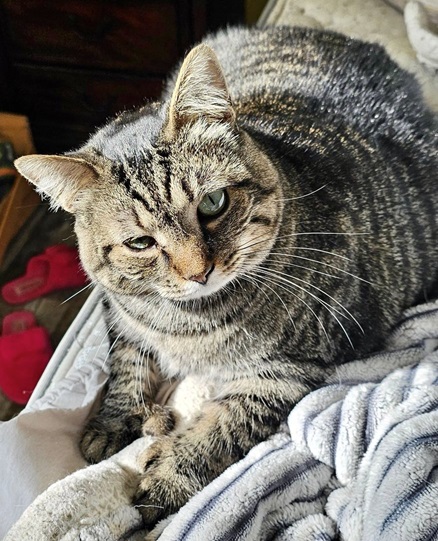 chunky tabby.jpg