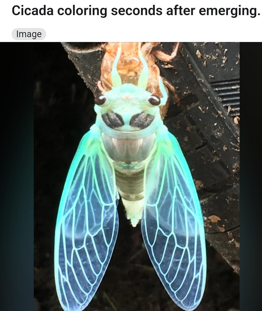 cicada amzing.jpg