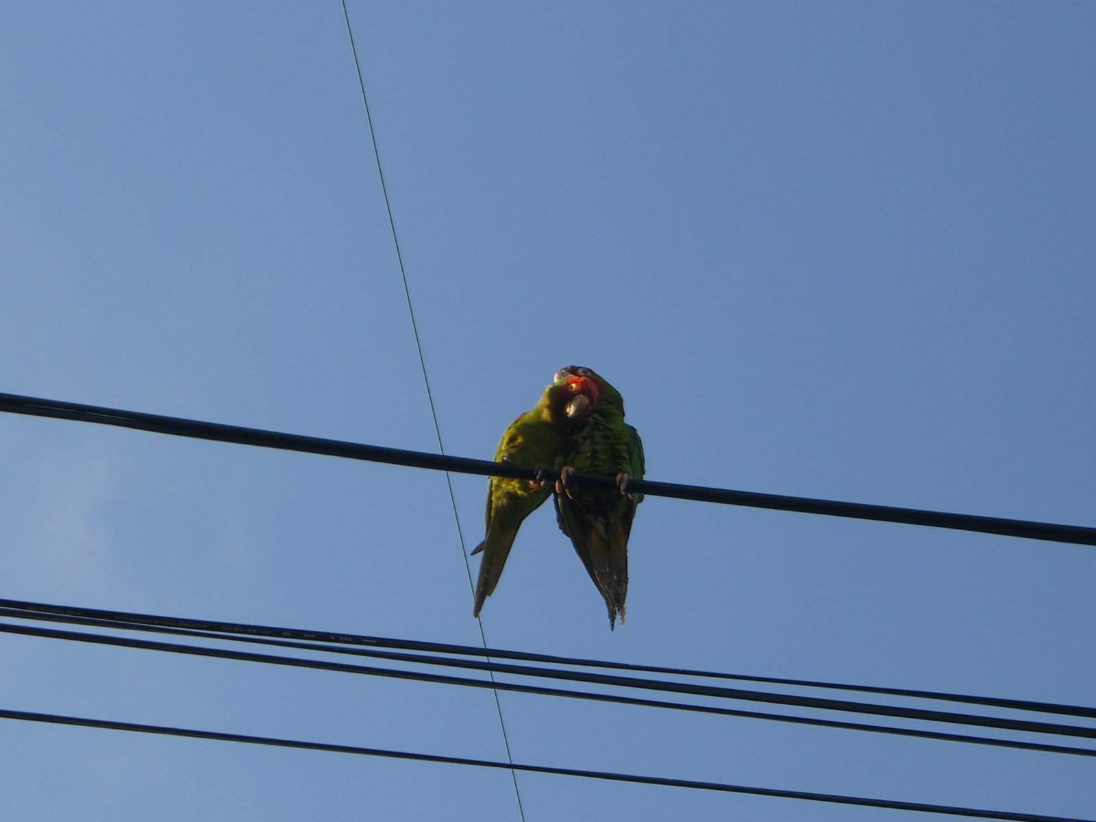 CIMG0543.JPG