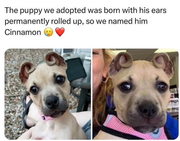 cinnamon dog.jpg
