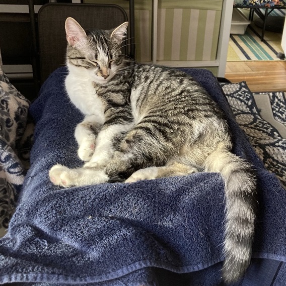 cleo cat.jpg
