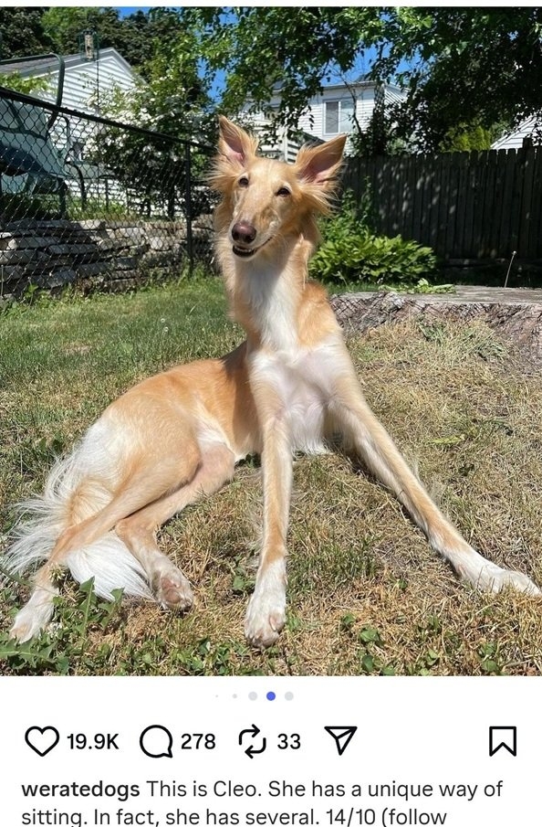cleo dog.jpg