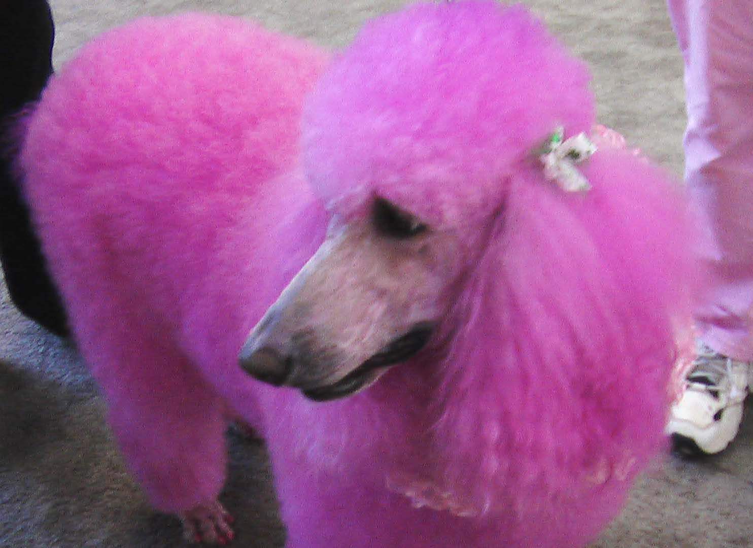 clints dog.jpg