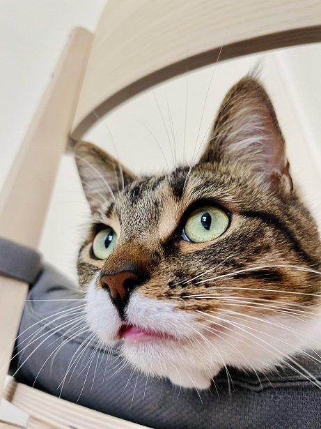 closeup tabby.jpg