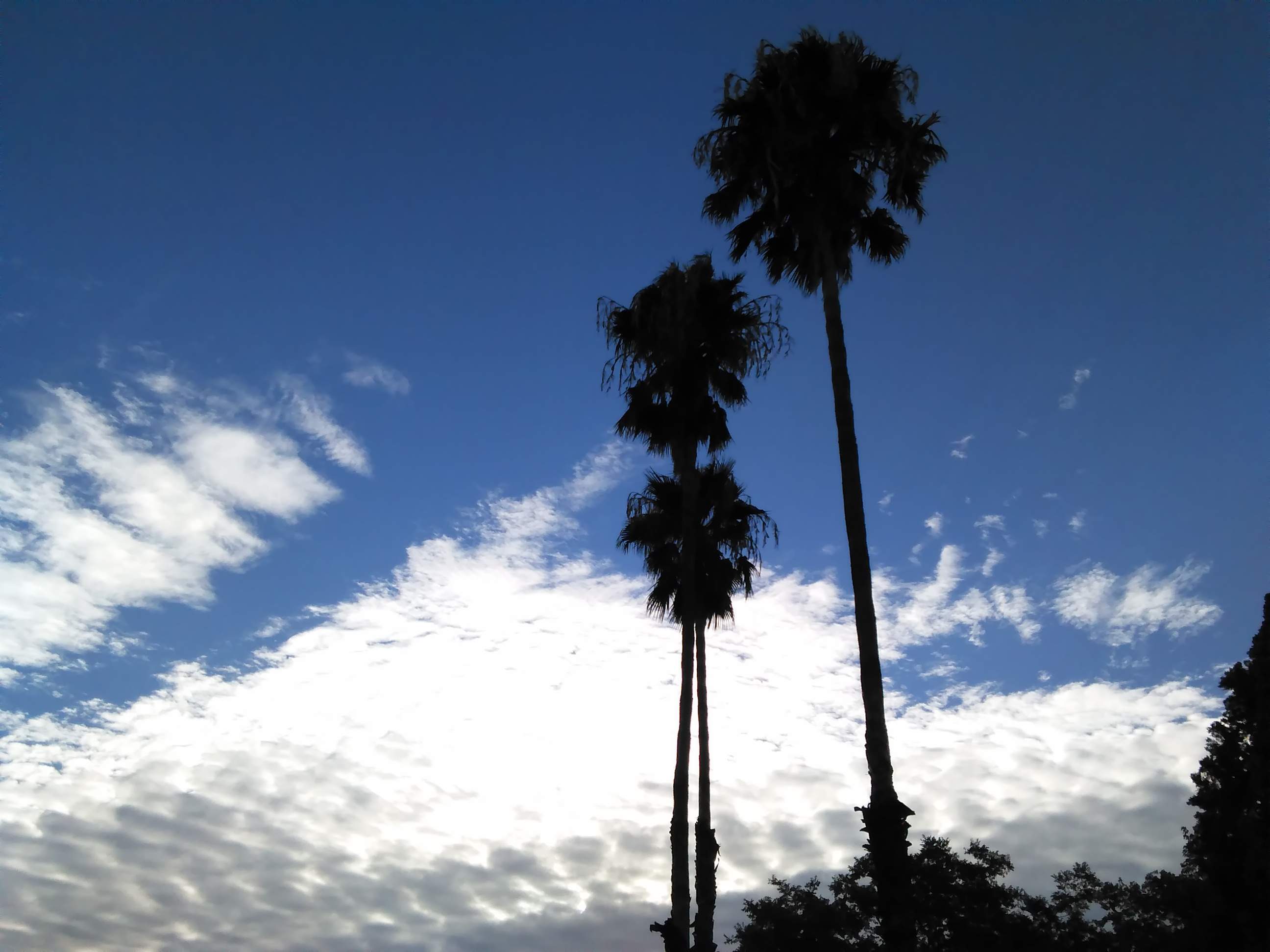 Clouds and Palm Trees - 9-13-2018.jpg