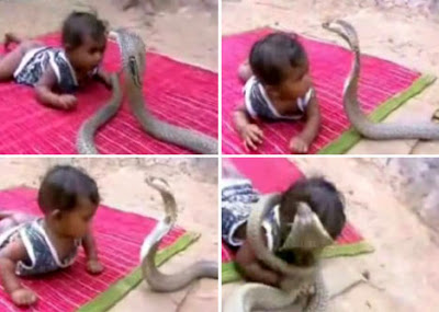 CobraBabyFight.jpg