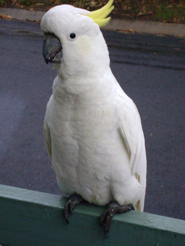Cockatoo.jpg