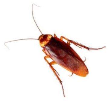 Cockroach.JPG