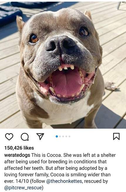 cocoa dog.jpg