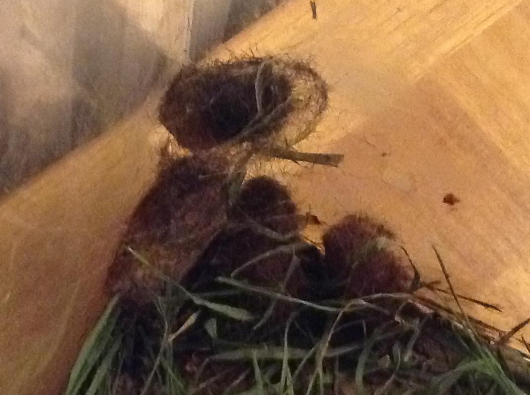 Cocoons_Done_Without_Flash_See_Through.jpg