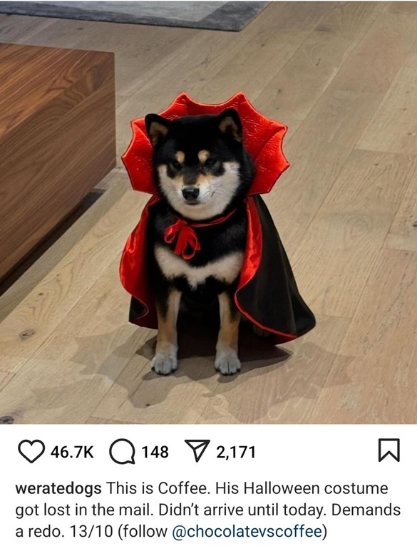 coffee dog.jpg