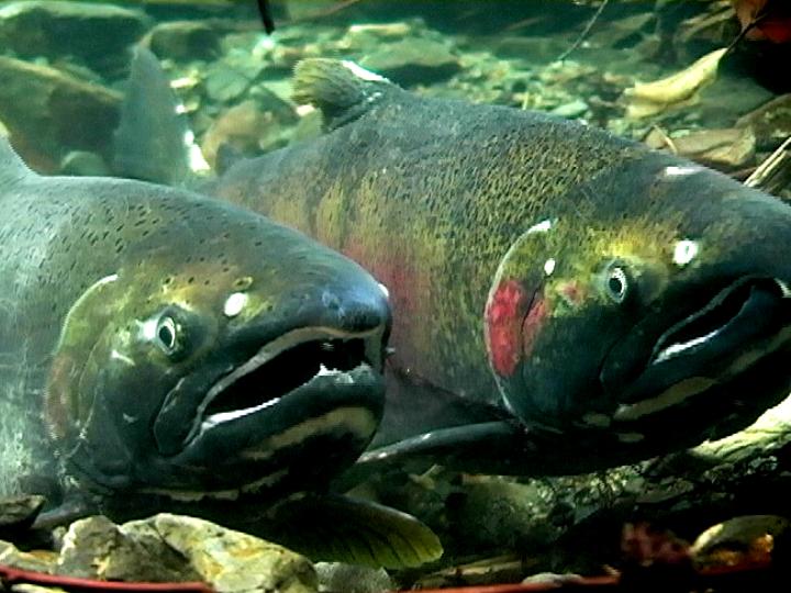 coho.jpg