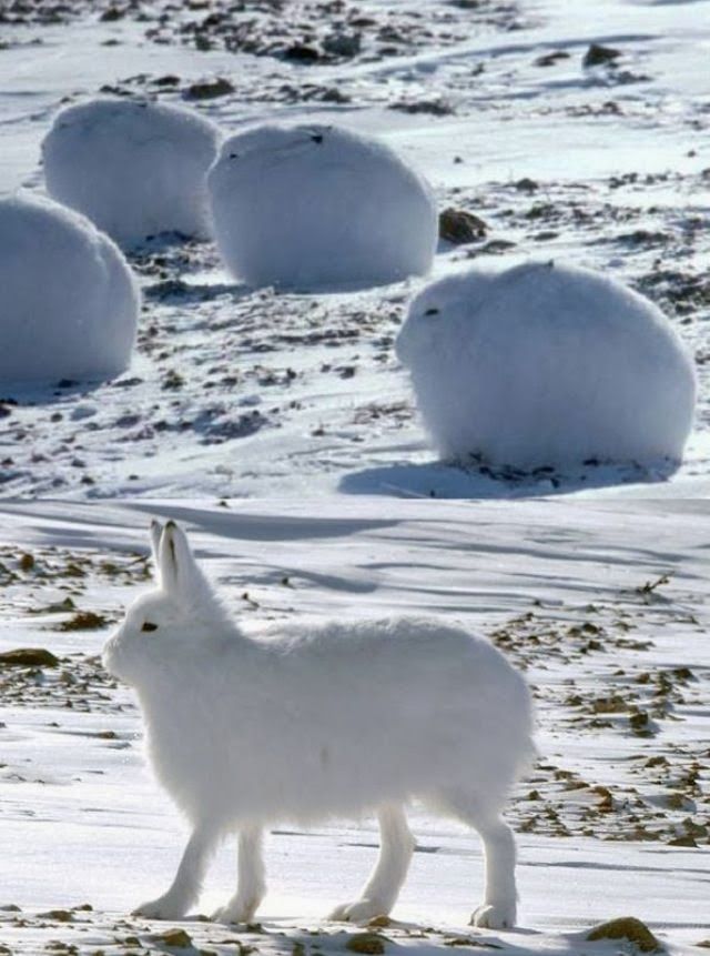 cold-9.jpg