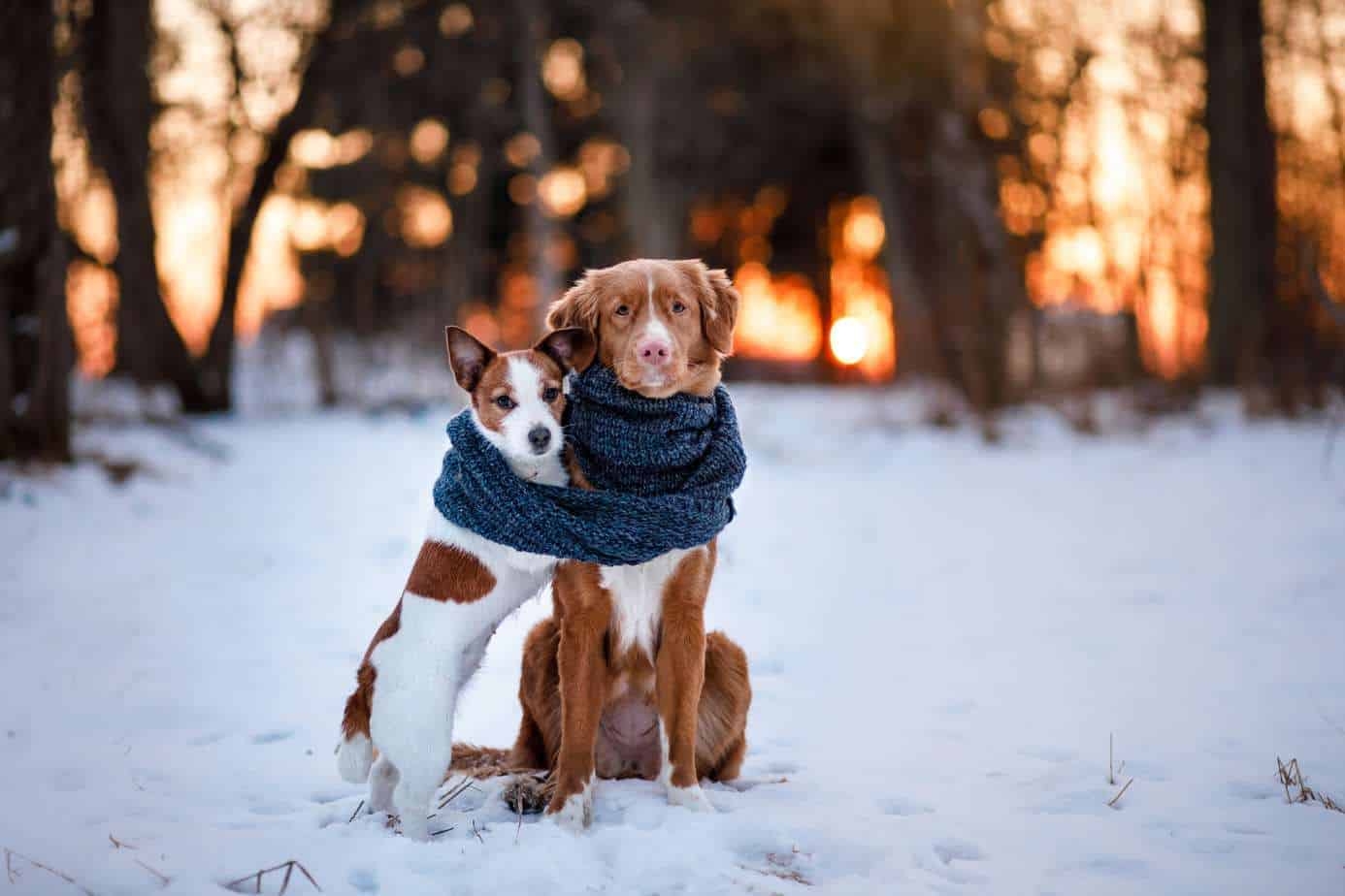 cold-weather-3596406565.jpeg