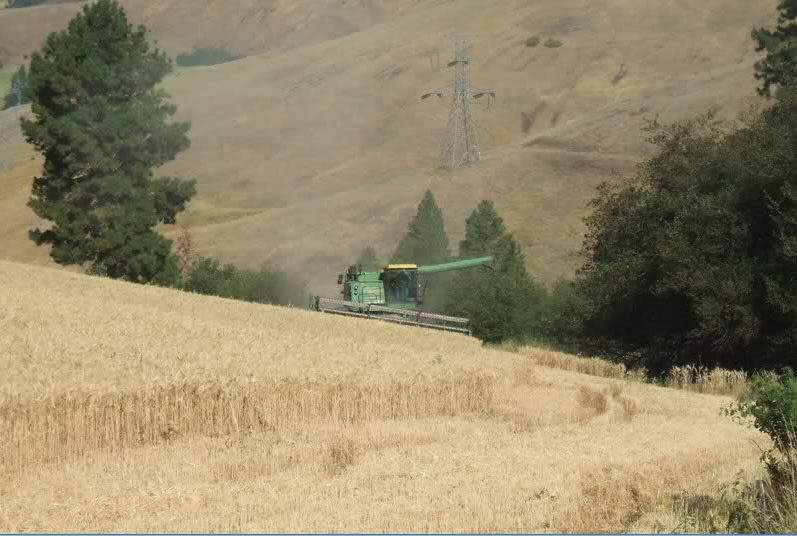 Combine on hill.JPG
