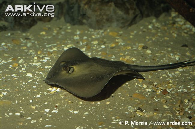 Common-stingray-swimming.jpg