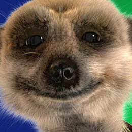 compare_the_meerkat.jpg