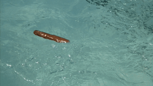 CompetentOblongBlackfootedferret-max-1mb.gif