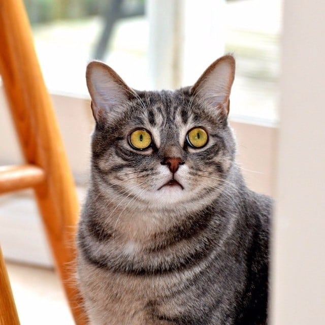 concerned cat.jpg