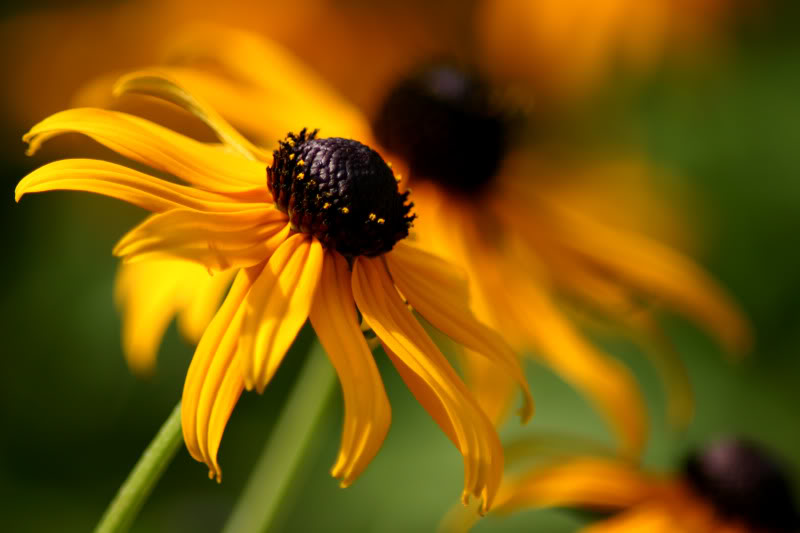 coneflowers2.jpg