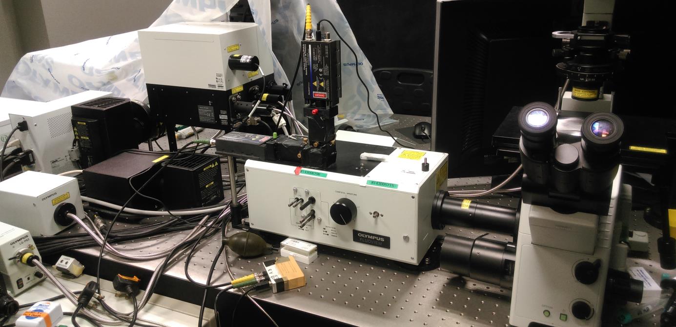 confocal1.jpg