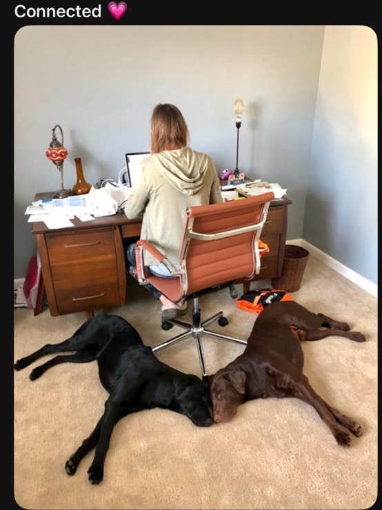 connected dogs.jpg