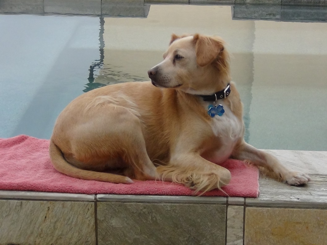 Content Lucky Dog.JPG