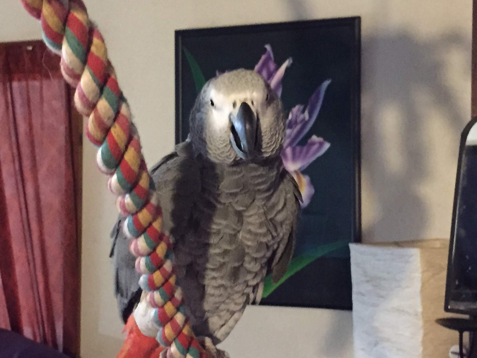 Cookie021715.jpg