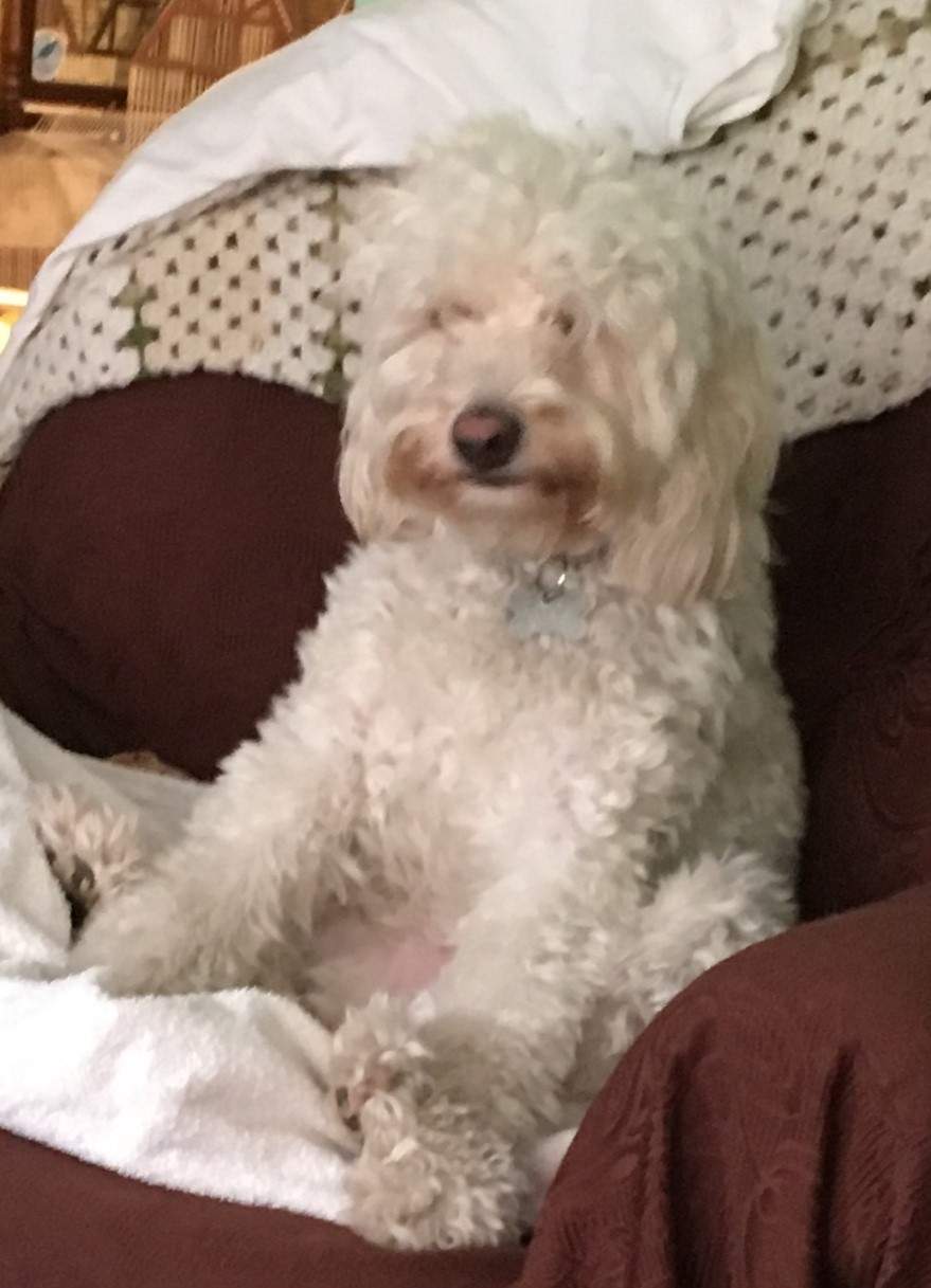 cookie2.JPG