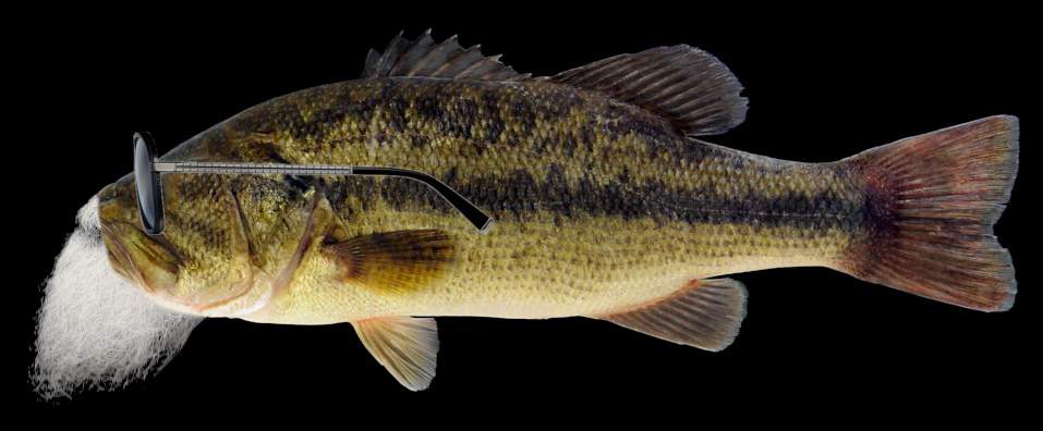 cool bass.jpg