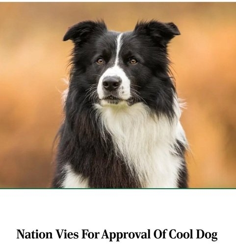 cool dog.jpg